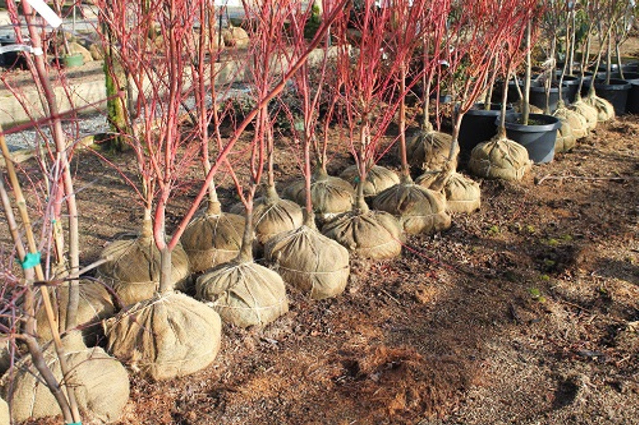 Natural jute hessian rolls neatly arranged for storage or commercial use