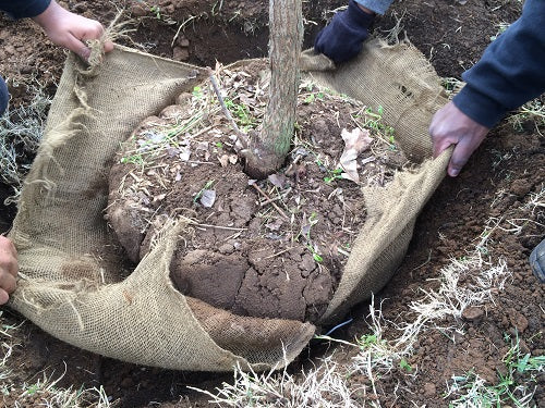 Natural Hessian Roll 137cm x 46m - 9oz